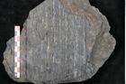 Foto (Detailansicht) von Syringodendron cyclostigma Brongniart (NHMW-GEO-2024-0188-11111)